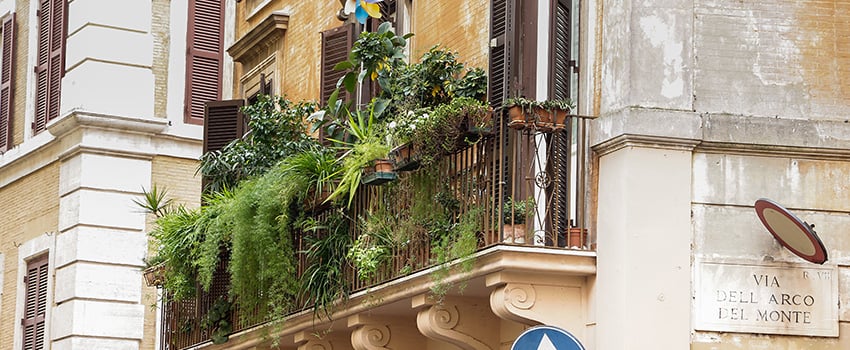 container-grown plants urban setting